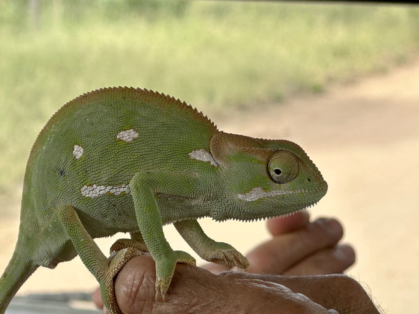 Ein Chamäleon auf der Hand